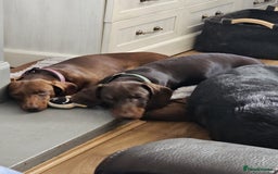 Miniature Dachshund dogs for stud: STUD ONLY  - Image 7