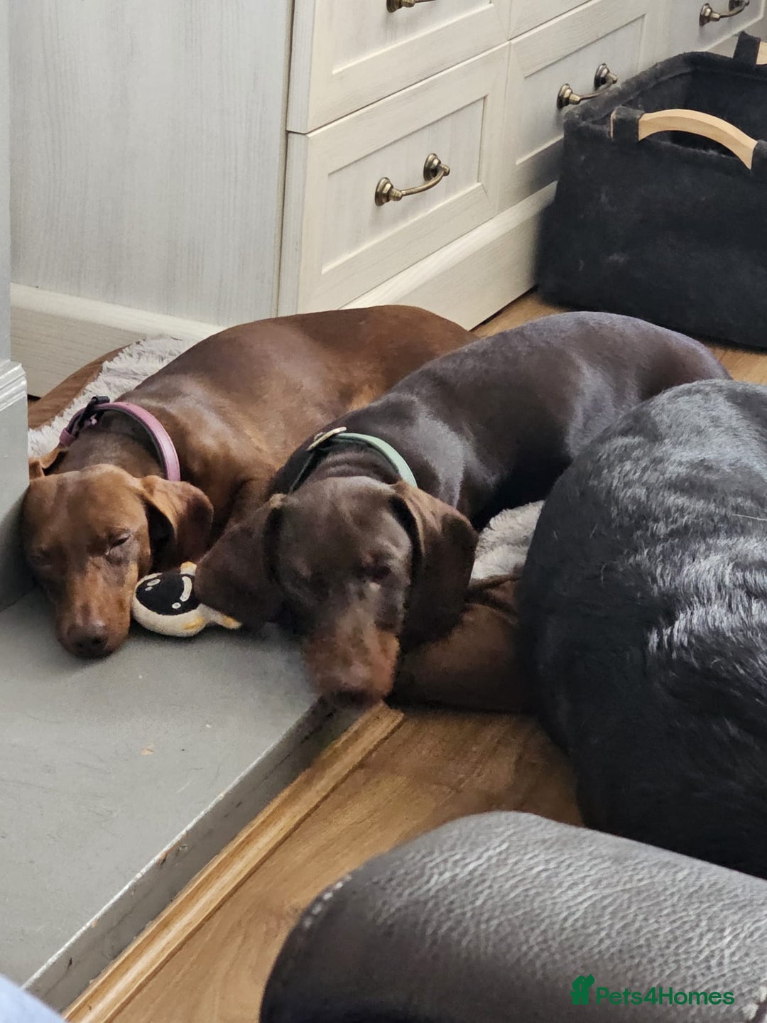 Miniature Dachshund dogs for stud: STUD ONLY  - Image 7