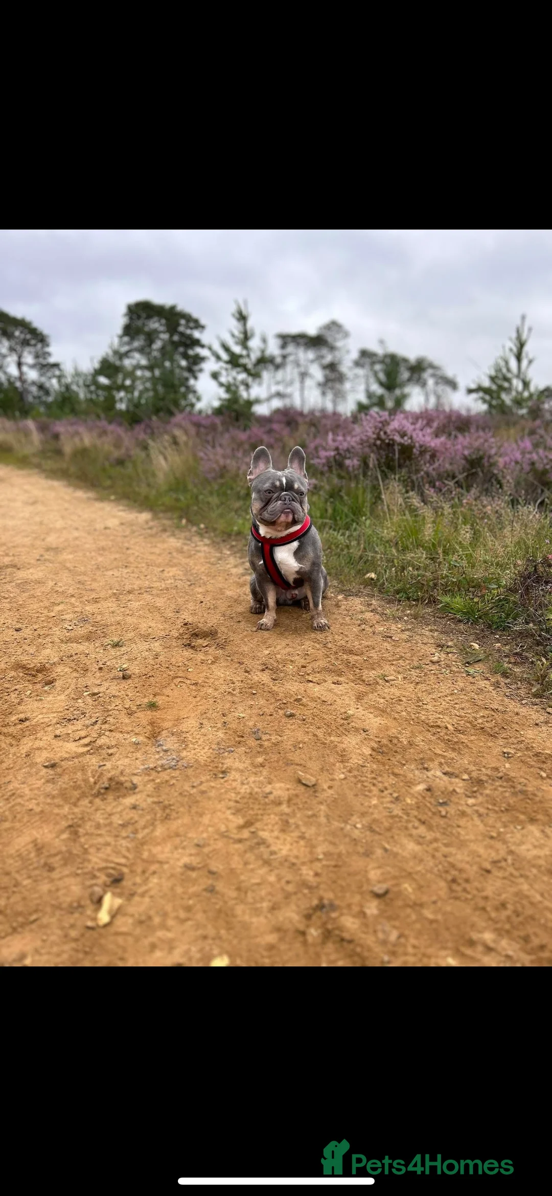 French Bulldog dogs for sale: Rocky - Advert 1