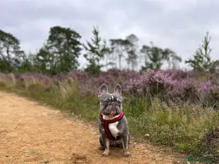 French Bulldog dogs Rocky - Advert 2