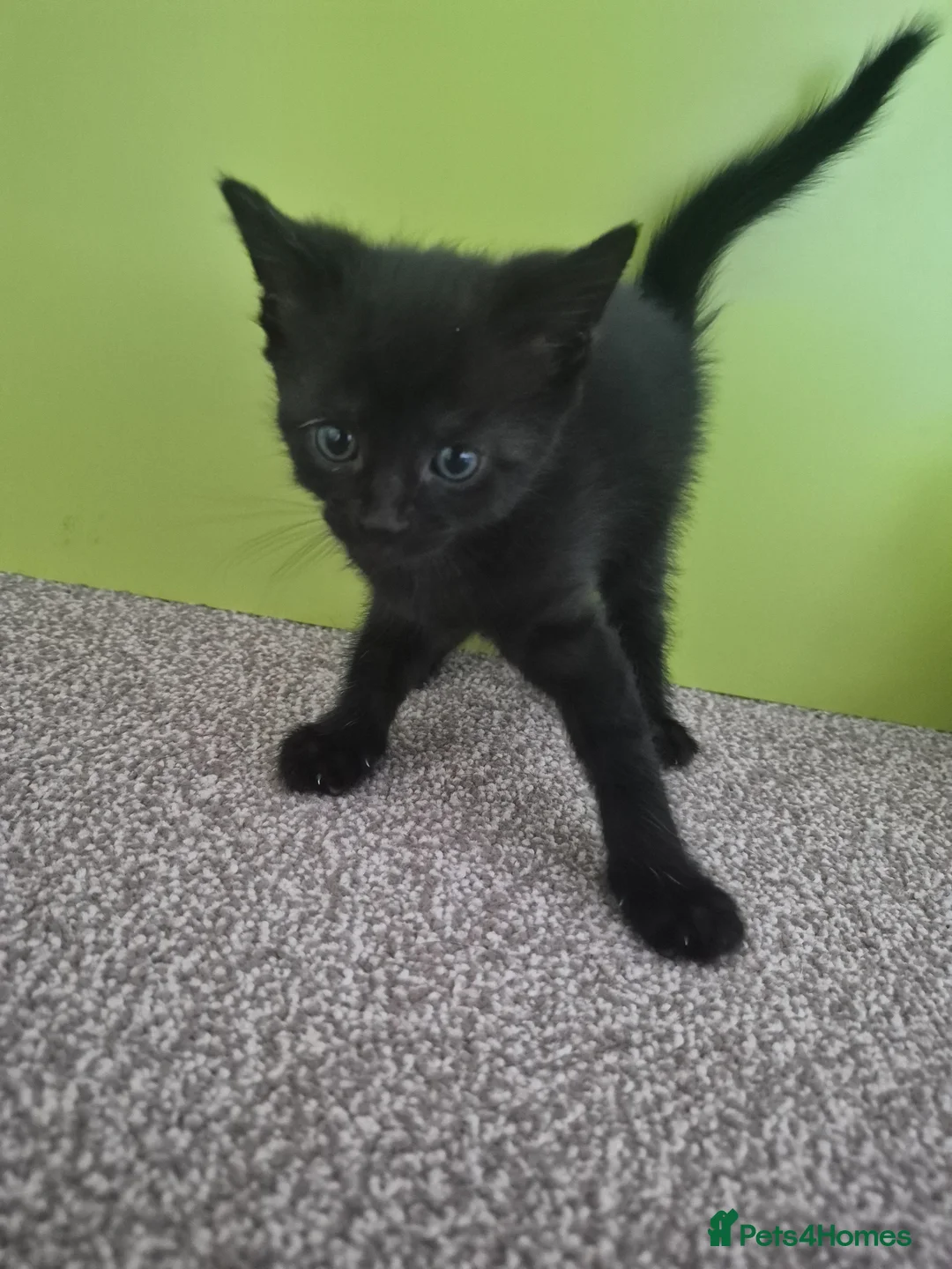 Mixed Breed cats for sale: 2 black kittens  - Advert 2