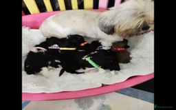 Shih Tzu dogs for sale: Shih Tzu puppies - Image 8