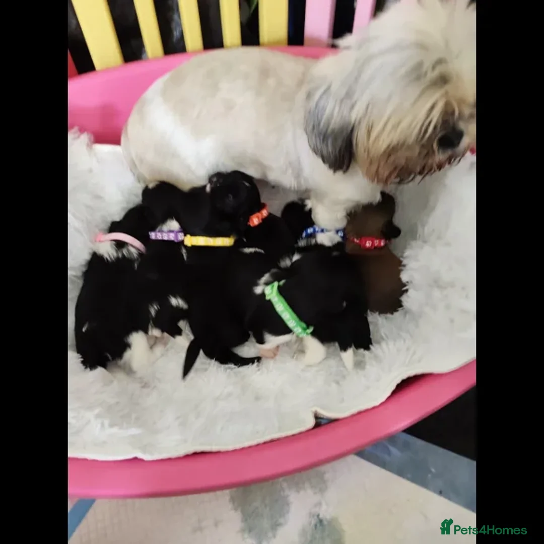 Shih Tzu dogs for sale: Shih Tzu puppies - Image 8
