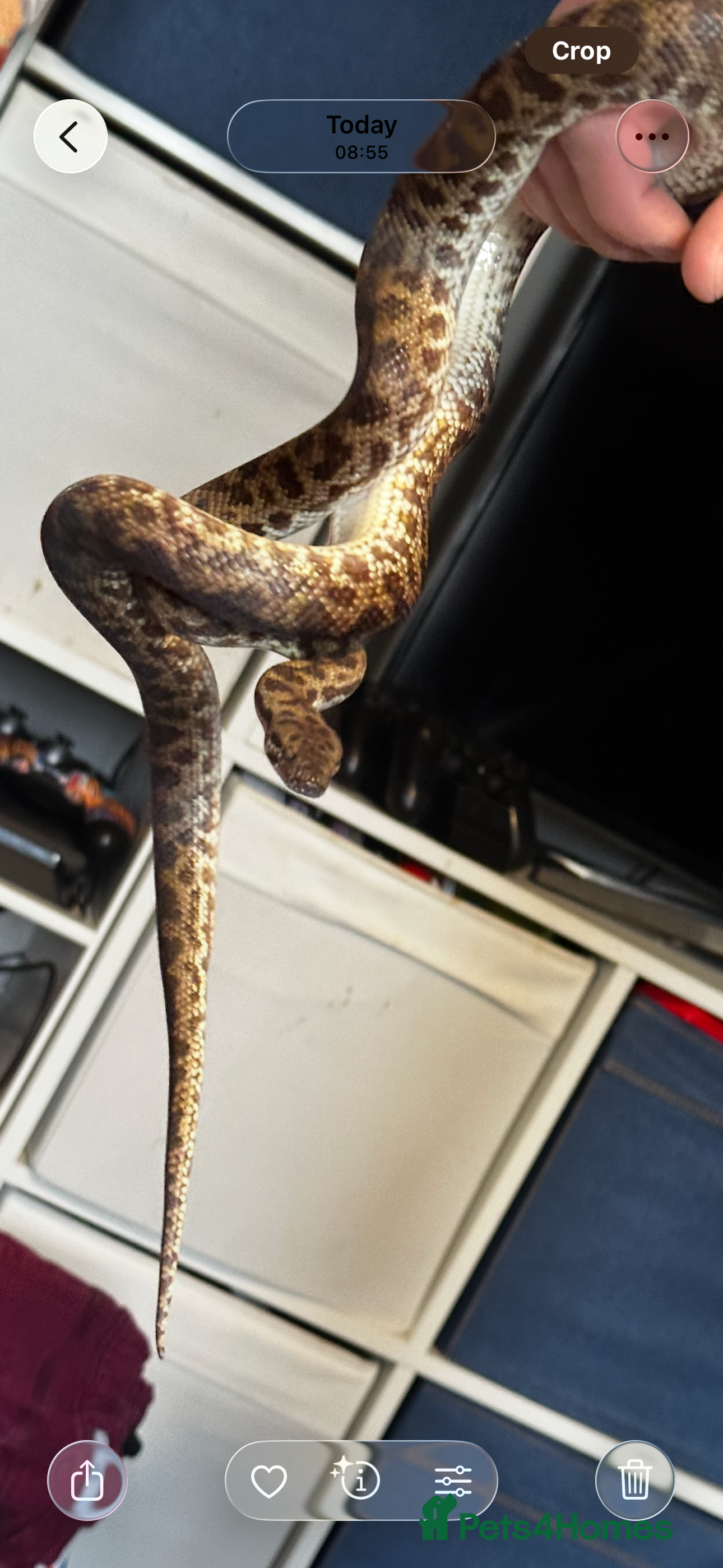 Python Snake reptiles Spotted Python  - Advert 2