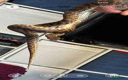 Python Snake reptiles for sale: Spotted Python  - Image 1