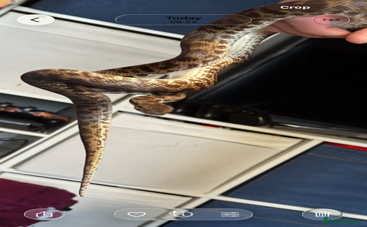 Python Snake reptiles - Advert 4