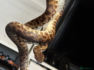 Python Snake reptiles - Advert 9