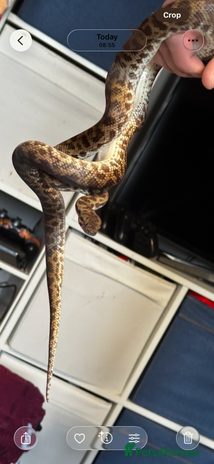Python Snake reptiles - Advert 1