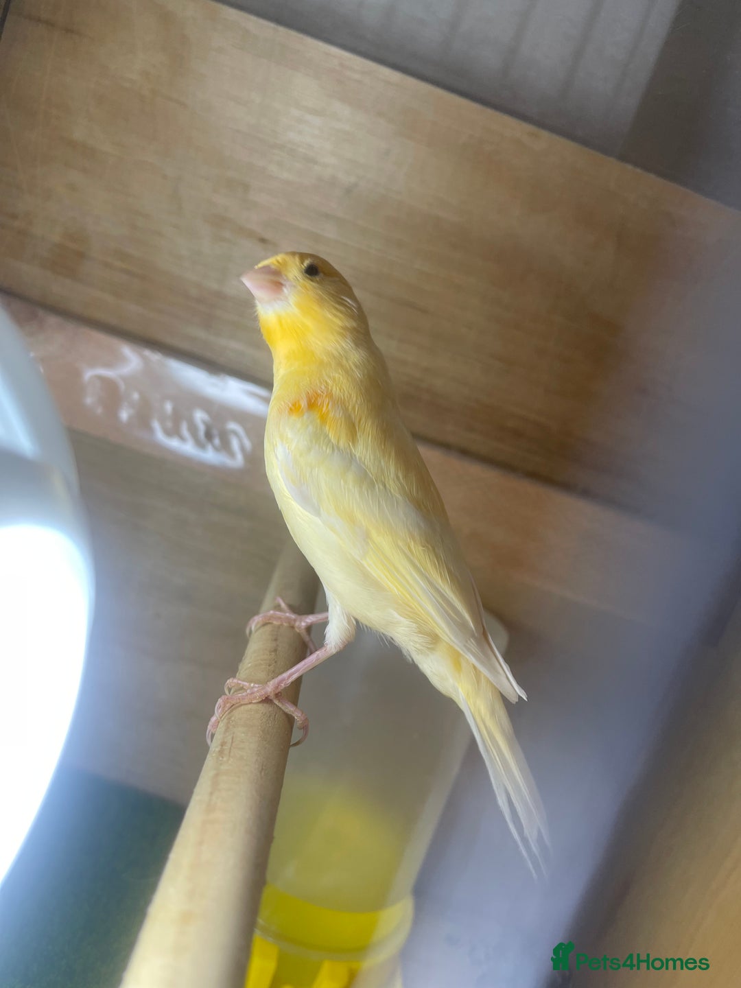 Canaries birds for sale: Young canaries  - Image 6