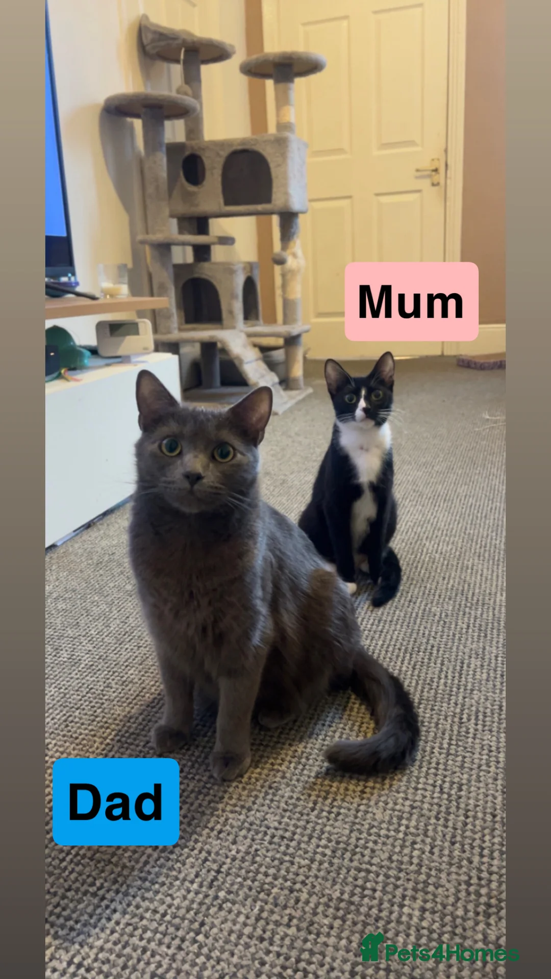 Mixed Breed cats for sale: Adorable Black & White & Grey/White Kittens - Advert 2