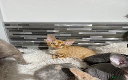 Devon Rex cats for sale: Devon Rex Kittens  - Image 16