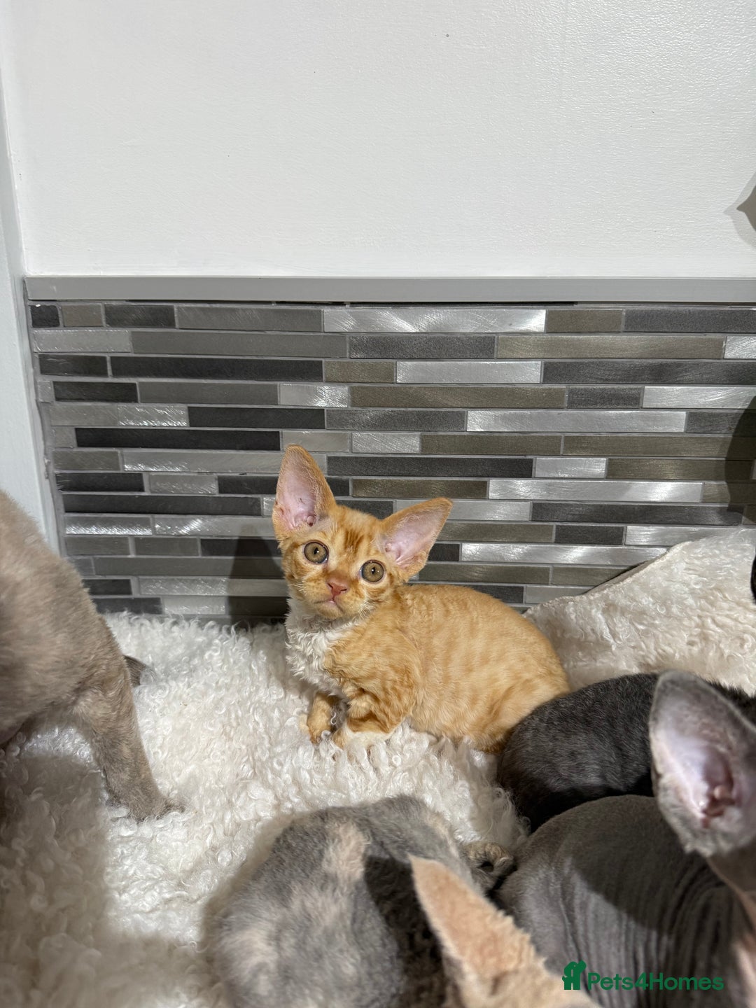 Devon Rex cats for sale: Devon Rex Kittens  - Image 16