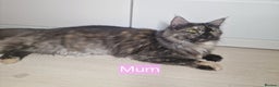 Maine Coon cats for sale: 4 mainecoon kittens looking for home in Bury - Advert 23
