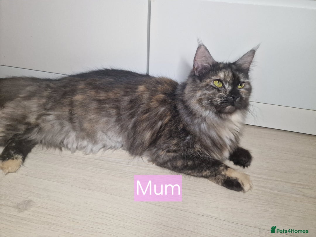 Maine Coon cats for sale: 4 mainecoon kittens looking for home in Bury - Advert 23