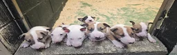 Bull Terrier dogs for sale: Eglish bullterriers pups for sale - Advert 7