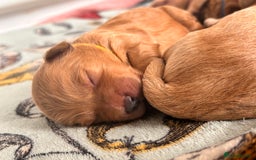 Goldendoodle dogs for sale: GOLDENDOODLE WITH A DIFFERENCE - Image 2