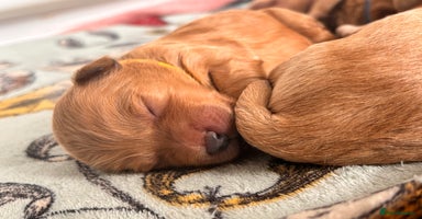 Goldendoodle dogs - Advert 7