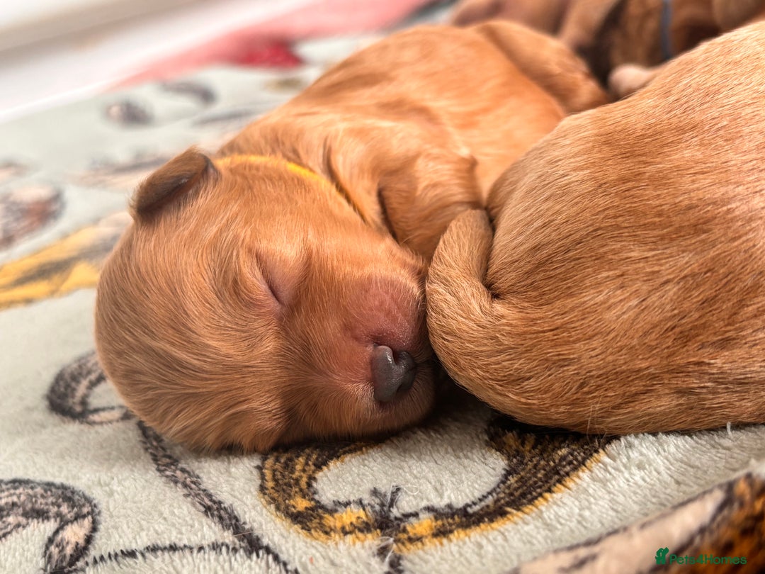 Goldendoodle dogs for sale: GOLDENDOODLE WITH A DIFFERENCE - Image 2