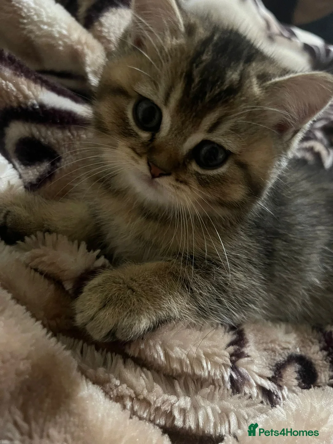 British Shorthair cats for sale: Golden bsh - Advert 4