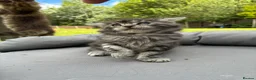 Maine Coon cats for sale: Maine coon  - Advert 23