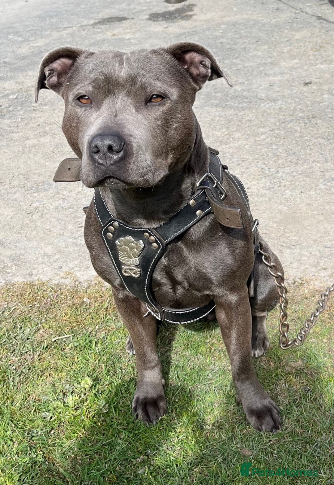 Staffordshire Bull Terrier dogs for sale: Staffordshire Blue KC Registered Kassius Pups - Advert 2