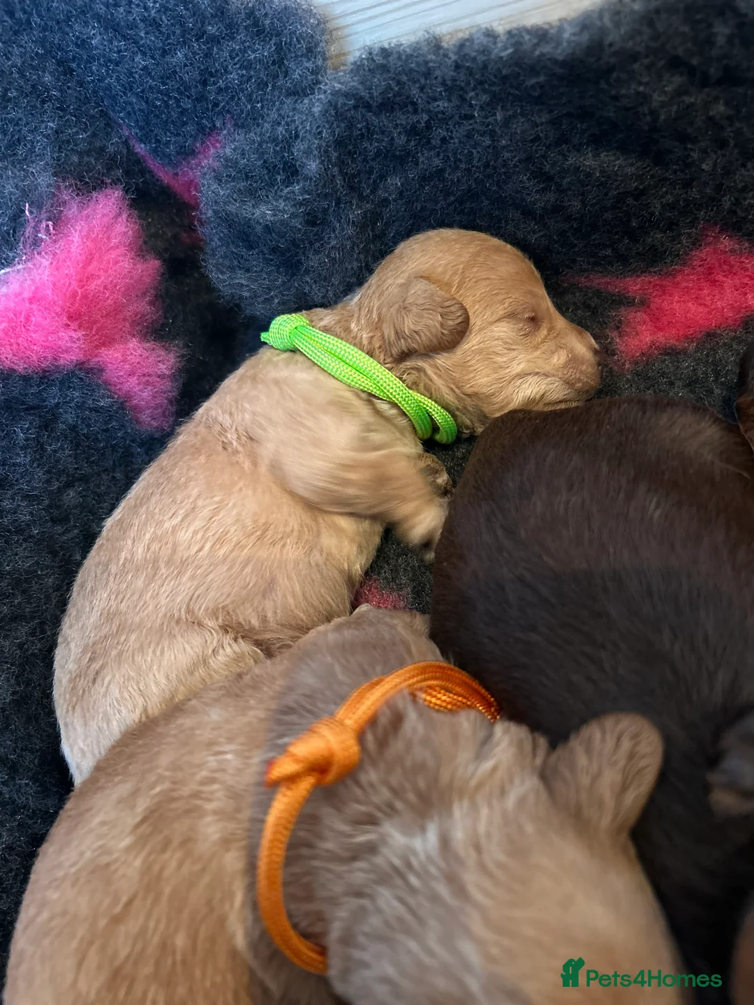 Maltipoo dogs for sale: Chocolate & tan Maltipoos (TOY!) - Advert 17