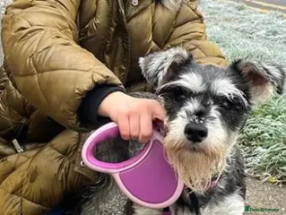Miniature Schnauzer dogs beautiful miniature schnauzer puppies - Advert 1