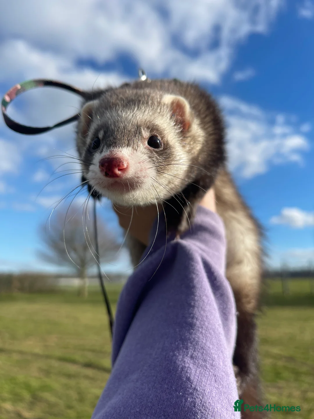 Ferret rodents for sale: Lovely two ferrets for sale  - Advert 4