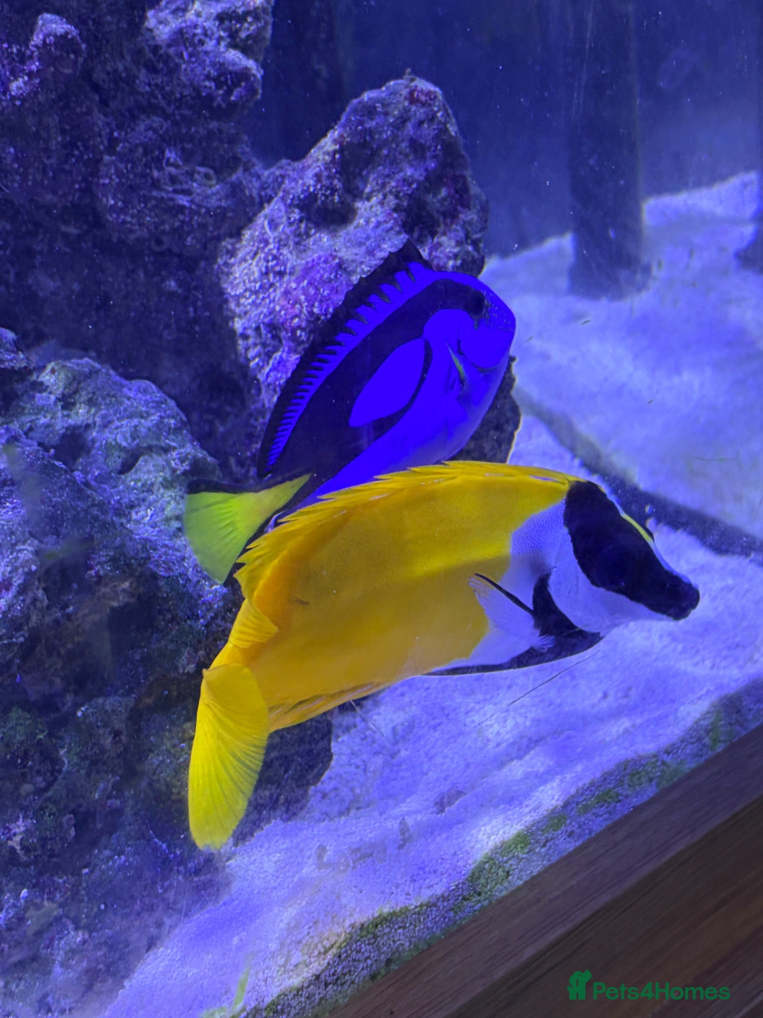 Other/Mixed Breed fish Marine fish - Advert 1