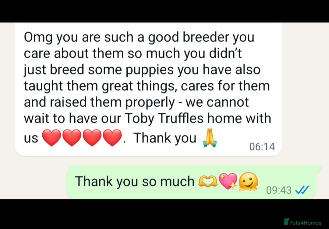 Shih Tzu dogs for sale: Last gorgeous tiny chocolate boy available - Advert 6