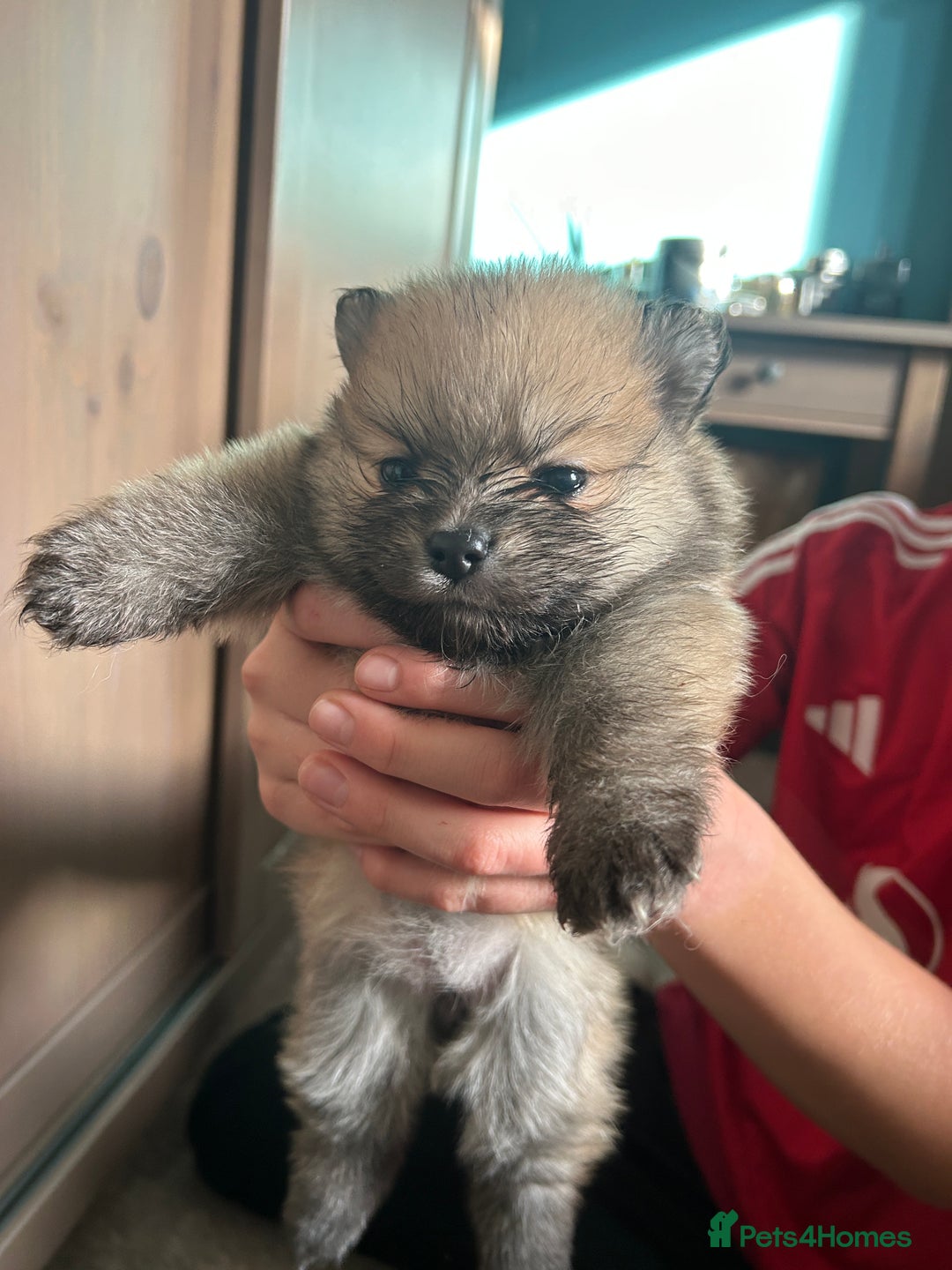 Pomeranian dogs for sale: Ready now***tiny teddy faced Pomeranian baby’s.  - Advert 25