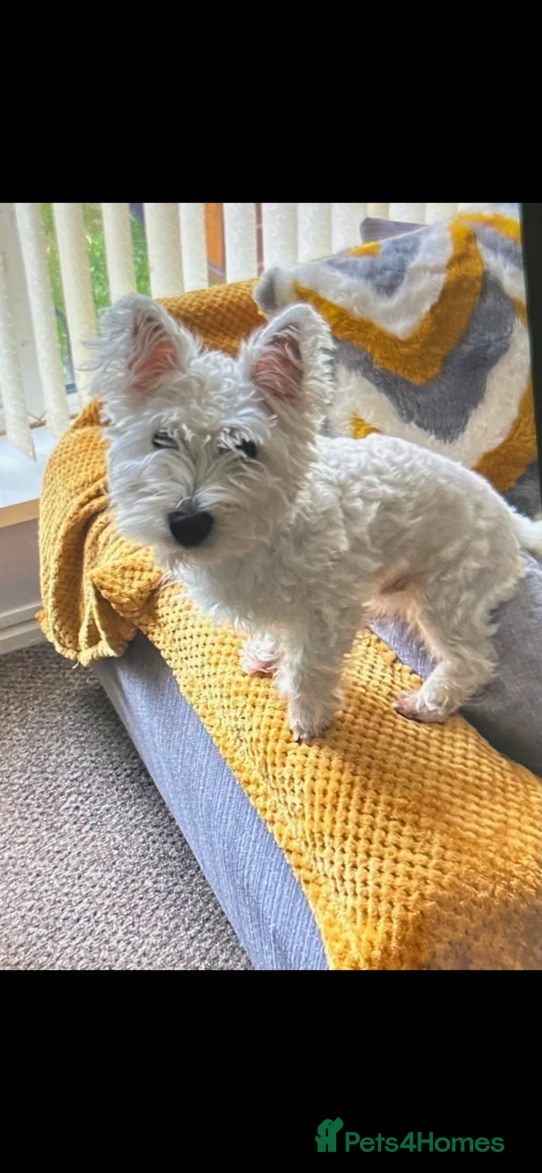 Mixed Breed dogs for stud: West highland terrier/Bichon frise stud. in Swansea - Advert 2