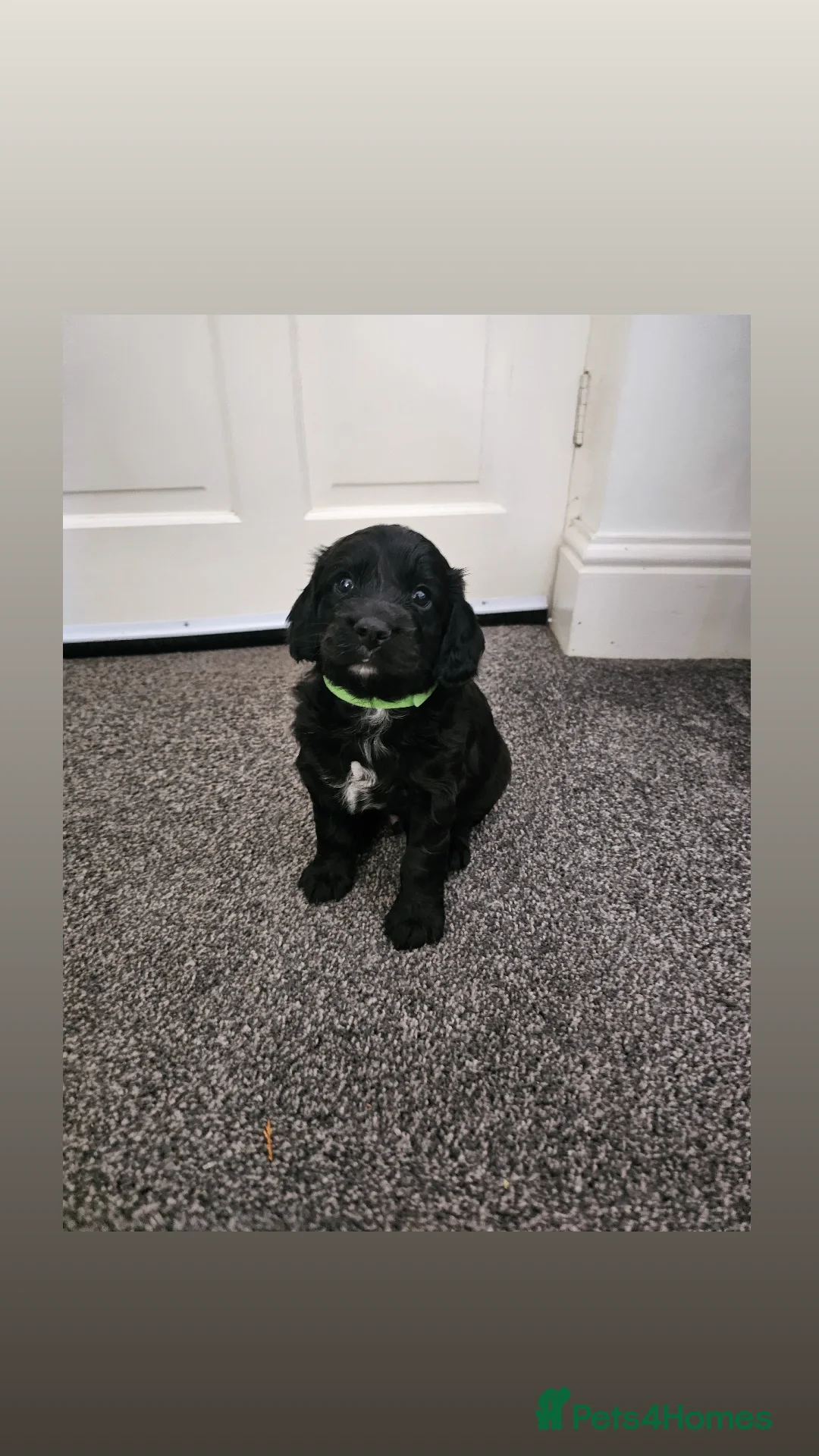 Cockapoo dogs Cockapoo puppies  - Advert 9