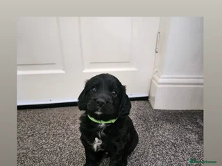 Cockapoo dogs Only 4 beautiful Cockapoo puppies left - Advert 13