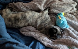 Mixed Breed dogs for sale: 5 year old pug-zu - Image 4