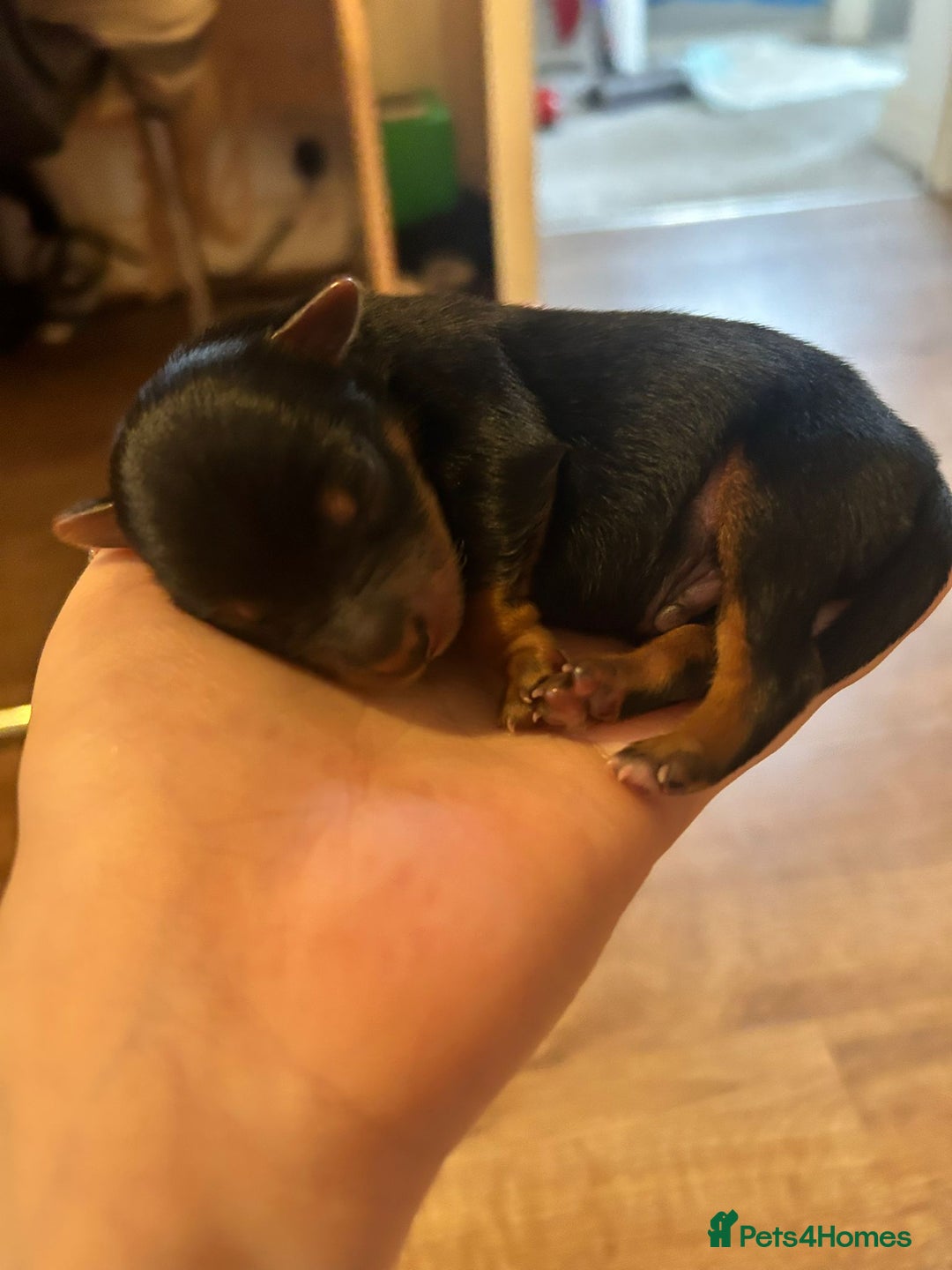 Yorkshire Terrier dogs for sale: Yorkshire terrier  - Advert 12