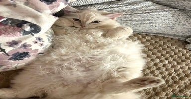 Ragdoll cats Ragdoll Cherubim Mink Lilac Chocolate TICA - Advert 12