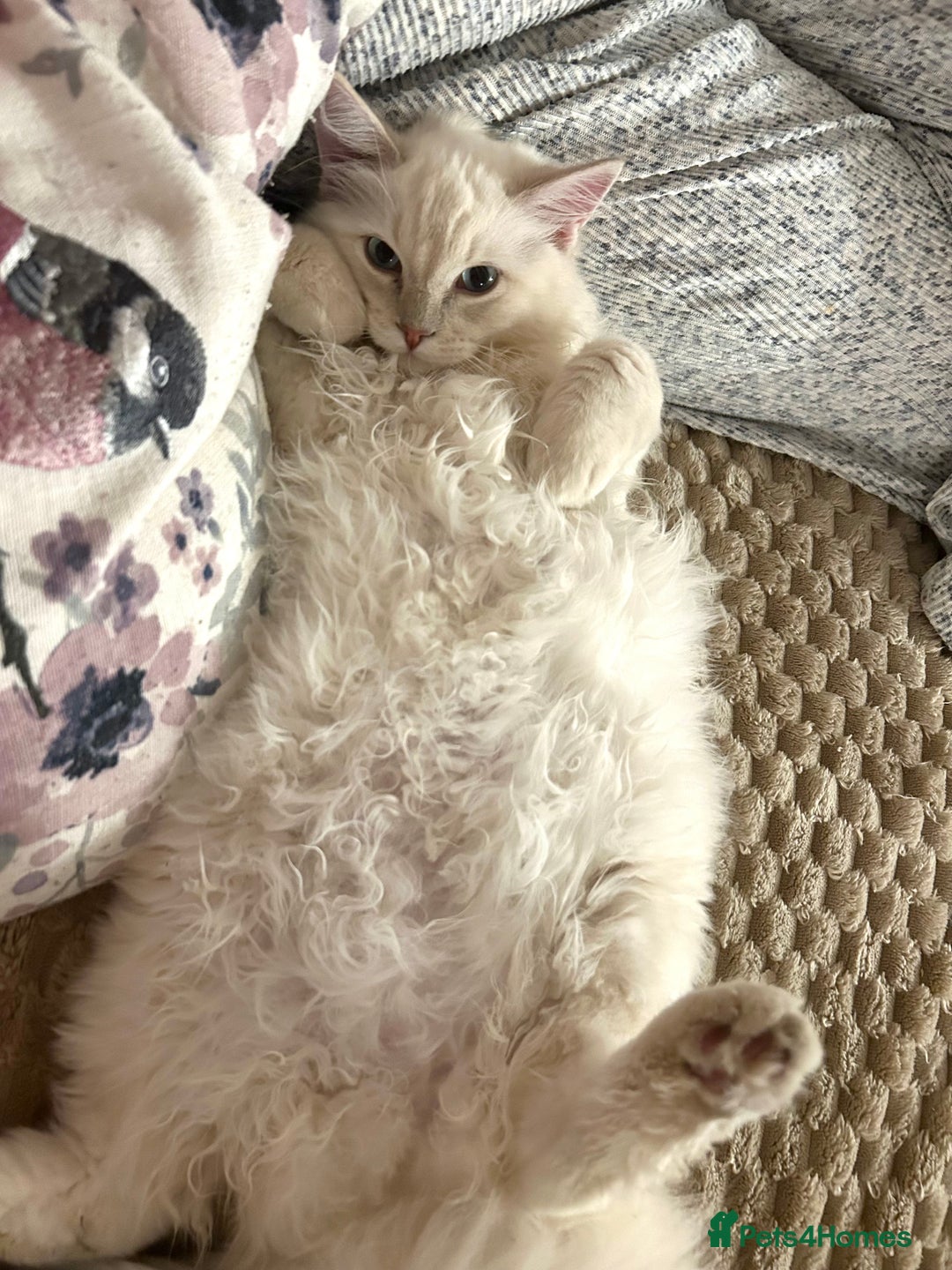 Ragdoll cats for sale: Ragdoll Cherubim Mink Lilac Chocolate TICA - Image 5