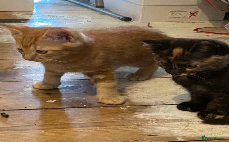 Mixed Breed cats - Advert 1