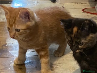 Mixed Breed cats - Advert 22