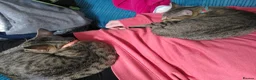 Mixed Breed cats for sale: 2 beautiful cats looking for a loving home in Saint Austell - Advert 13