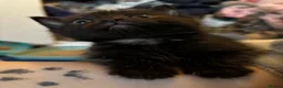 Ragdoll cats for sale: 2 ragdoll mix kittens  - Advert 6