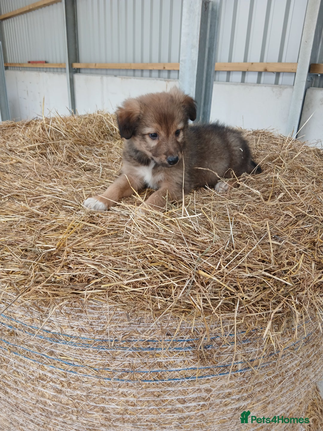 Border Collie dogs for sale: Beautiful long hair puppies  - Image 4