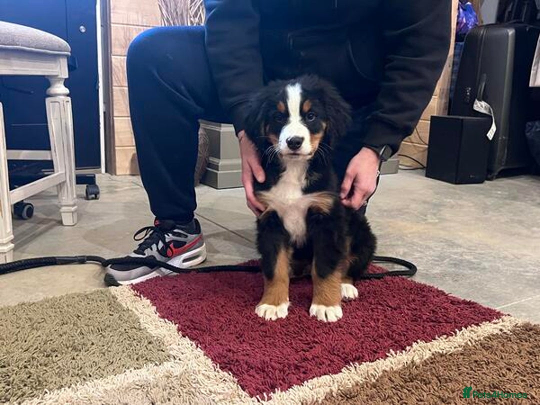 Bernese Mountain Dog dogs for sale: KC Bernese Mountain Dog Puppies  - Image 5