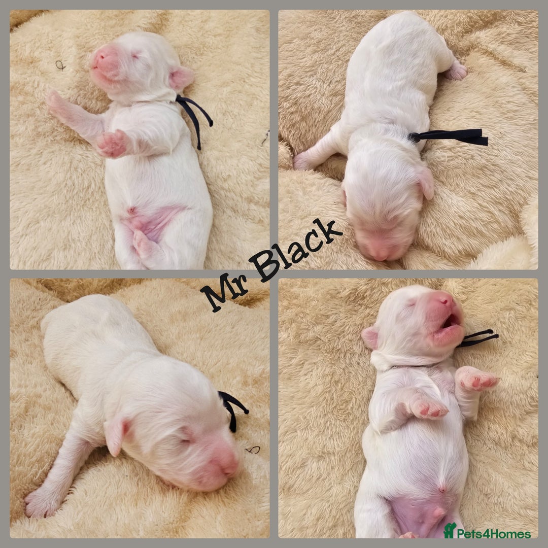 Australian Labradoodle dogs for sale: STUNNING FULLY HEALTH TESTED PUPPIES 🌟🐾 - Image 4