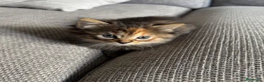 British Shorthair 5