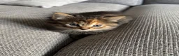 British Shorthair cats for sale: 6 adorable kittens - Advert 3