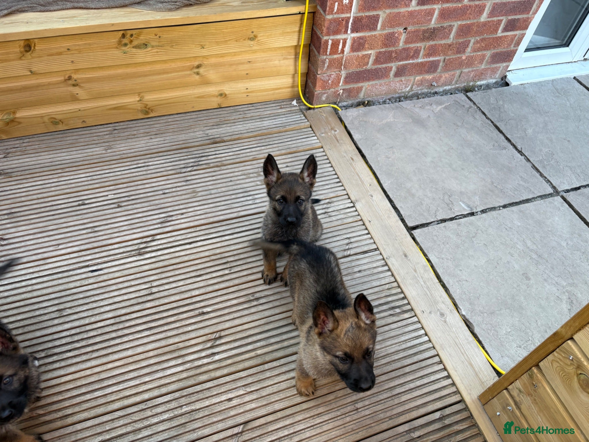 German Shepherd dogs Ready to leave KC German shepherd - Advert 11