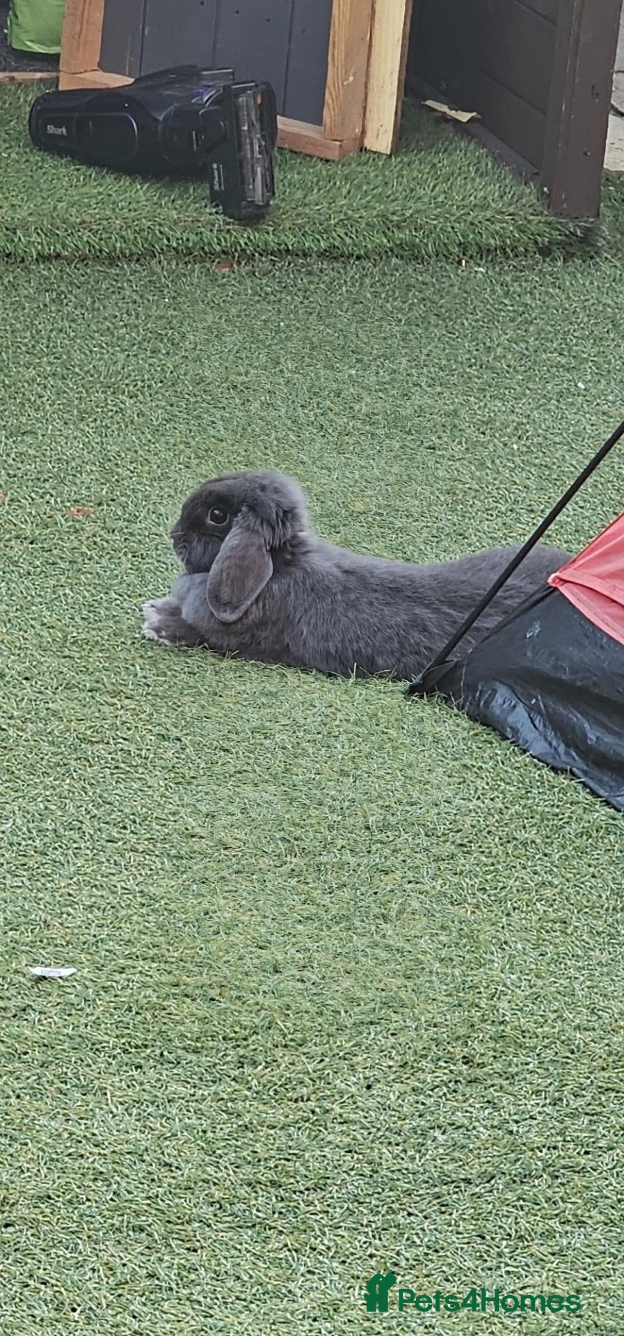 English Lop rabbits Hi im myra - Advert 2