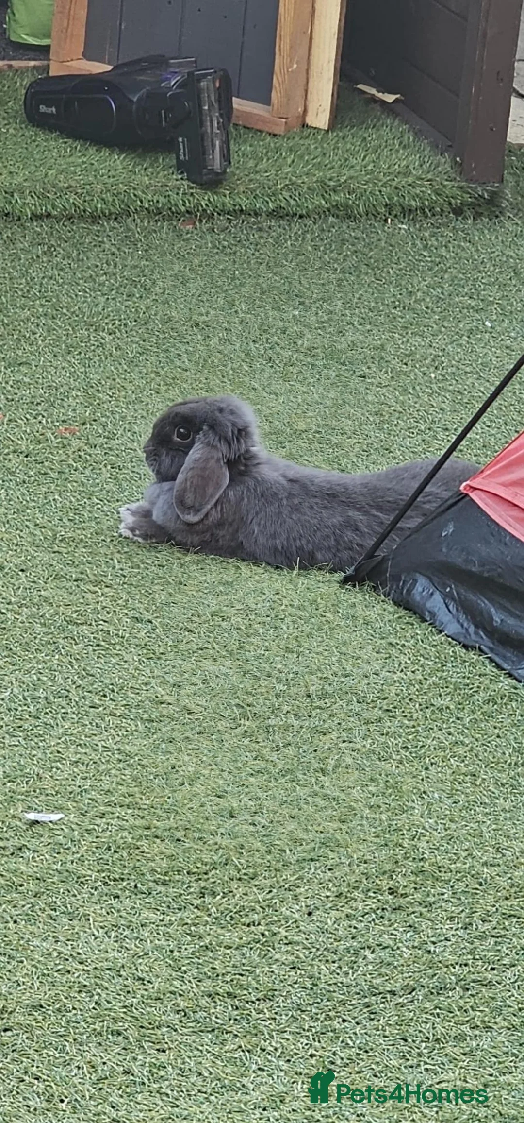 English Lop rabbits for sale: Hi im myra in Swindon - Advert 1